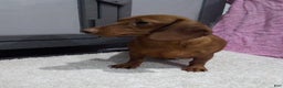 Miniature Dachshund dogs for sale: Ginger - Ad 6