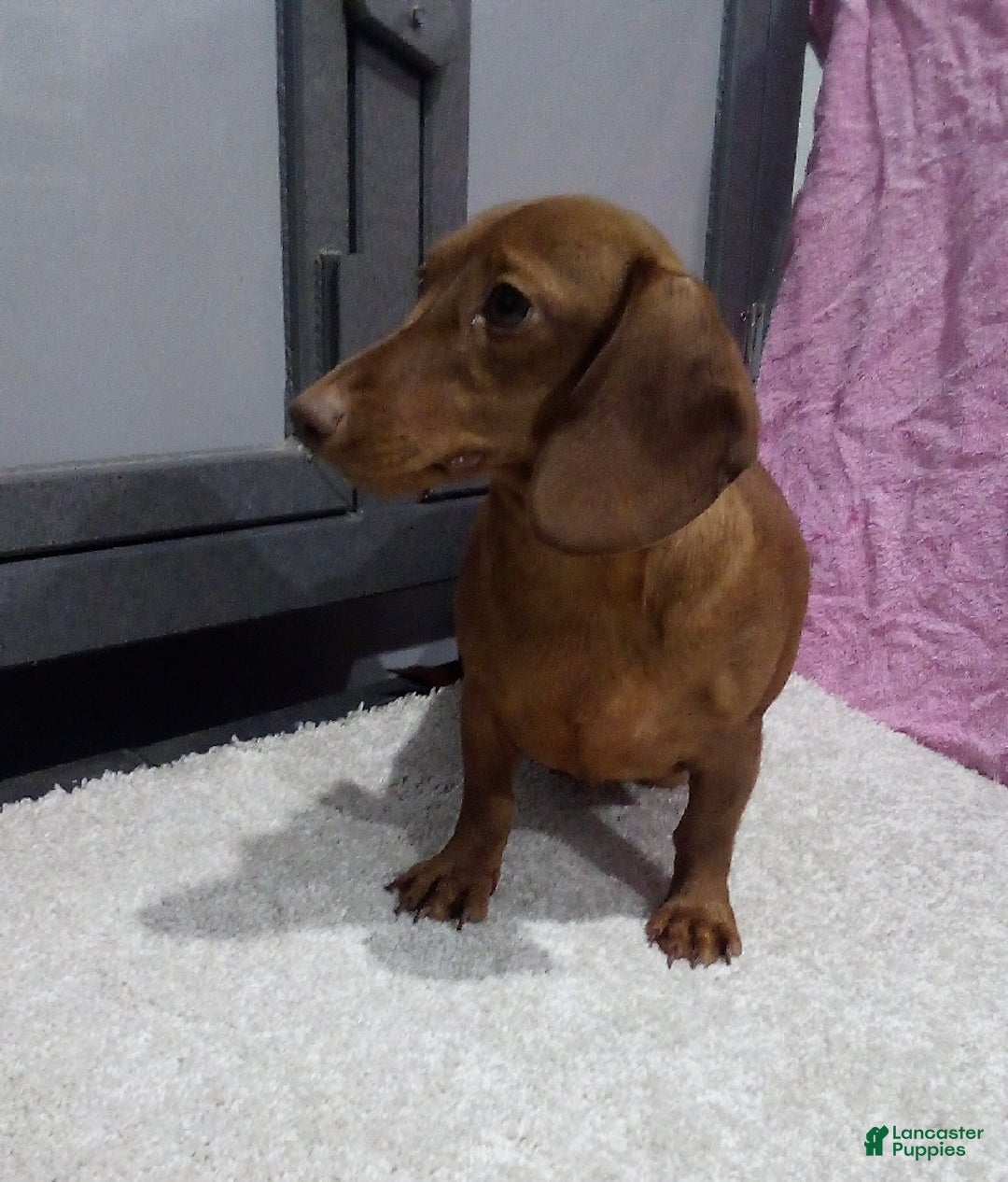 Miniature Dachshund dogs for sale: Ginger - Ad 6
