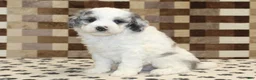 Mini Bernedoodle dogs for sale: Donny - Ad 4