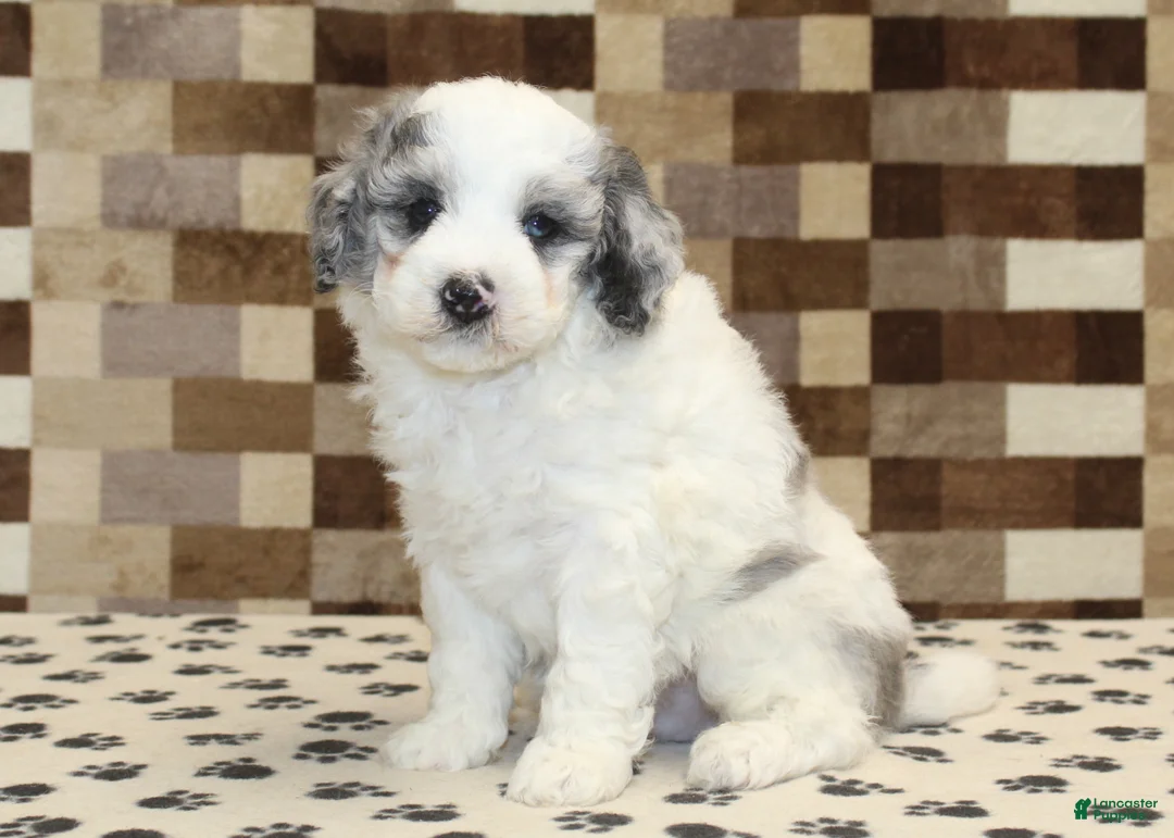 Mini Bernedoodle dogs for sale: Donny - Ad 4