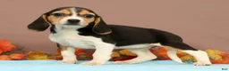 Beagle dogs for sale: Dolly - Ad 3