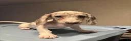 Miniature Dachshund dogs for sale: Gina - Ad 5