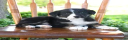 Border Collie dogs for sale: Lilah - Ad 4