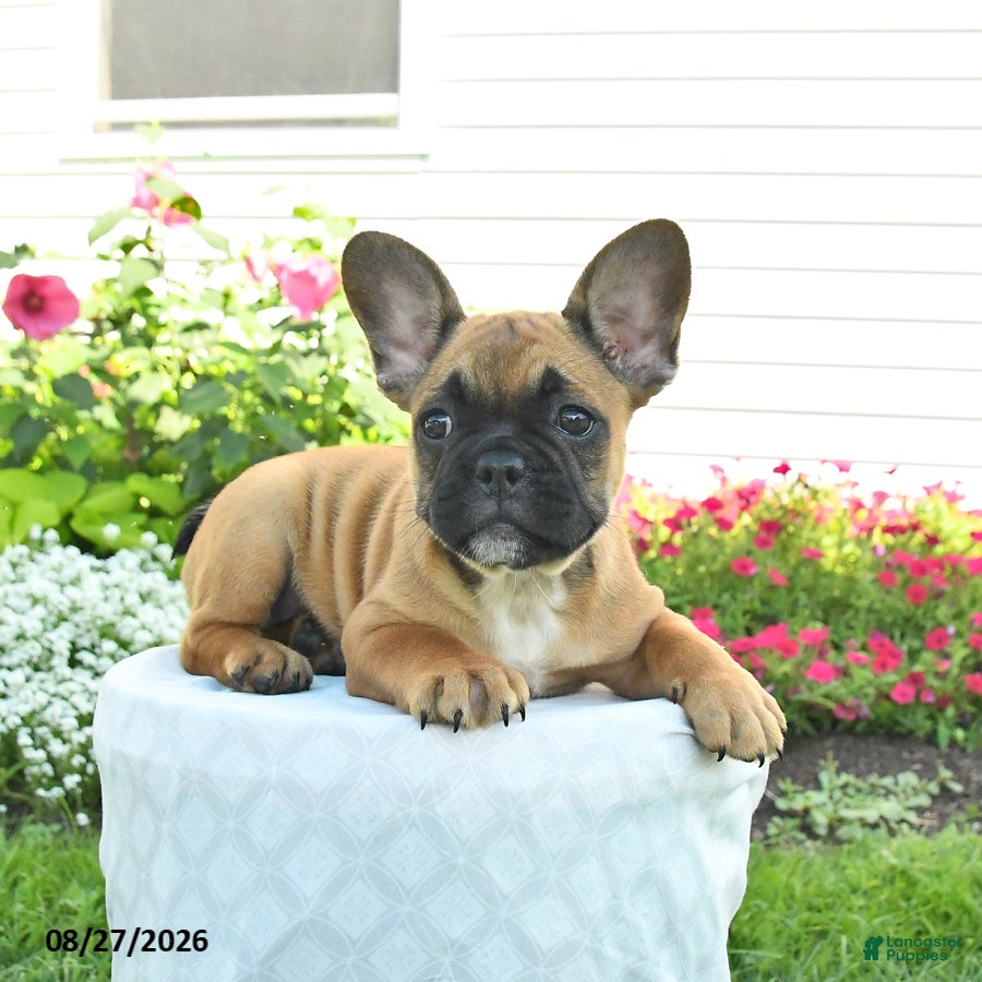 French Bulldog dogs Maggie - Ad 2
