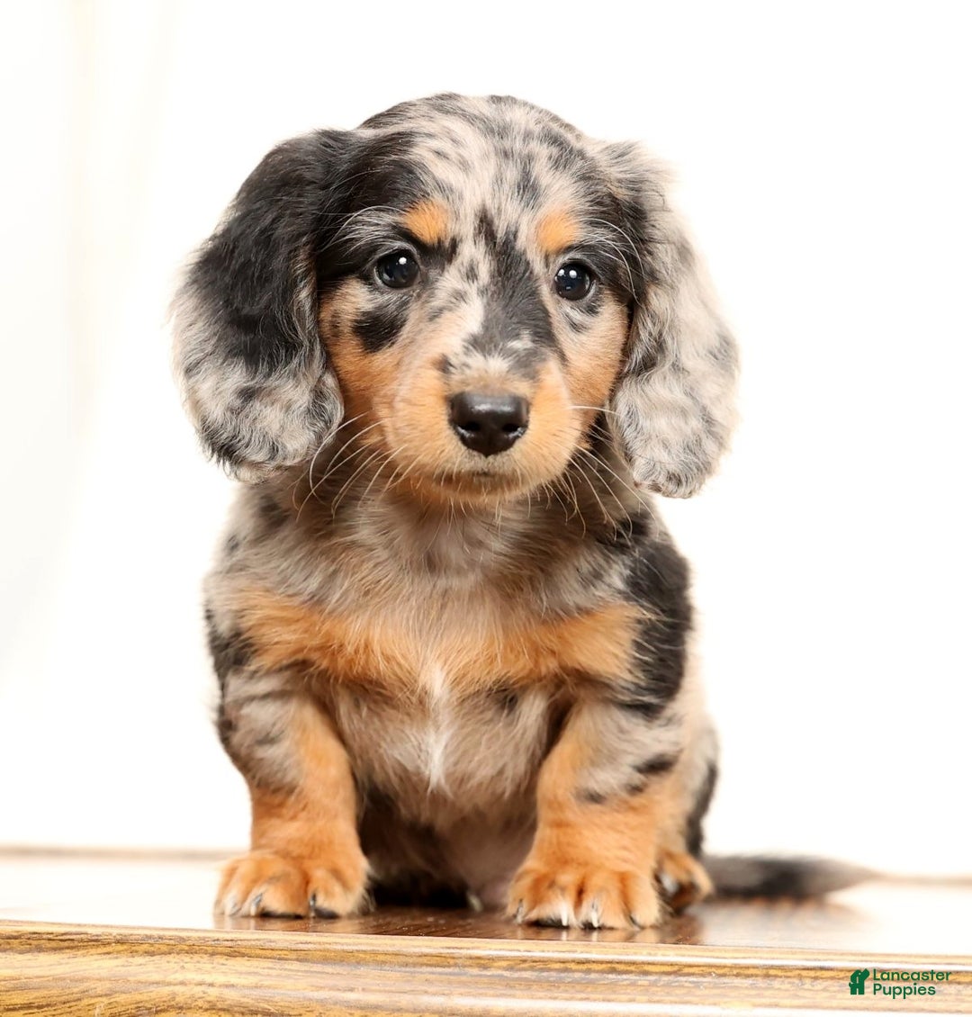 Miniature Dachshund dogs for sale: Ollie - Ad 5