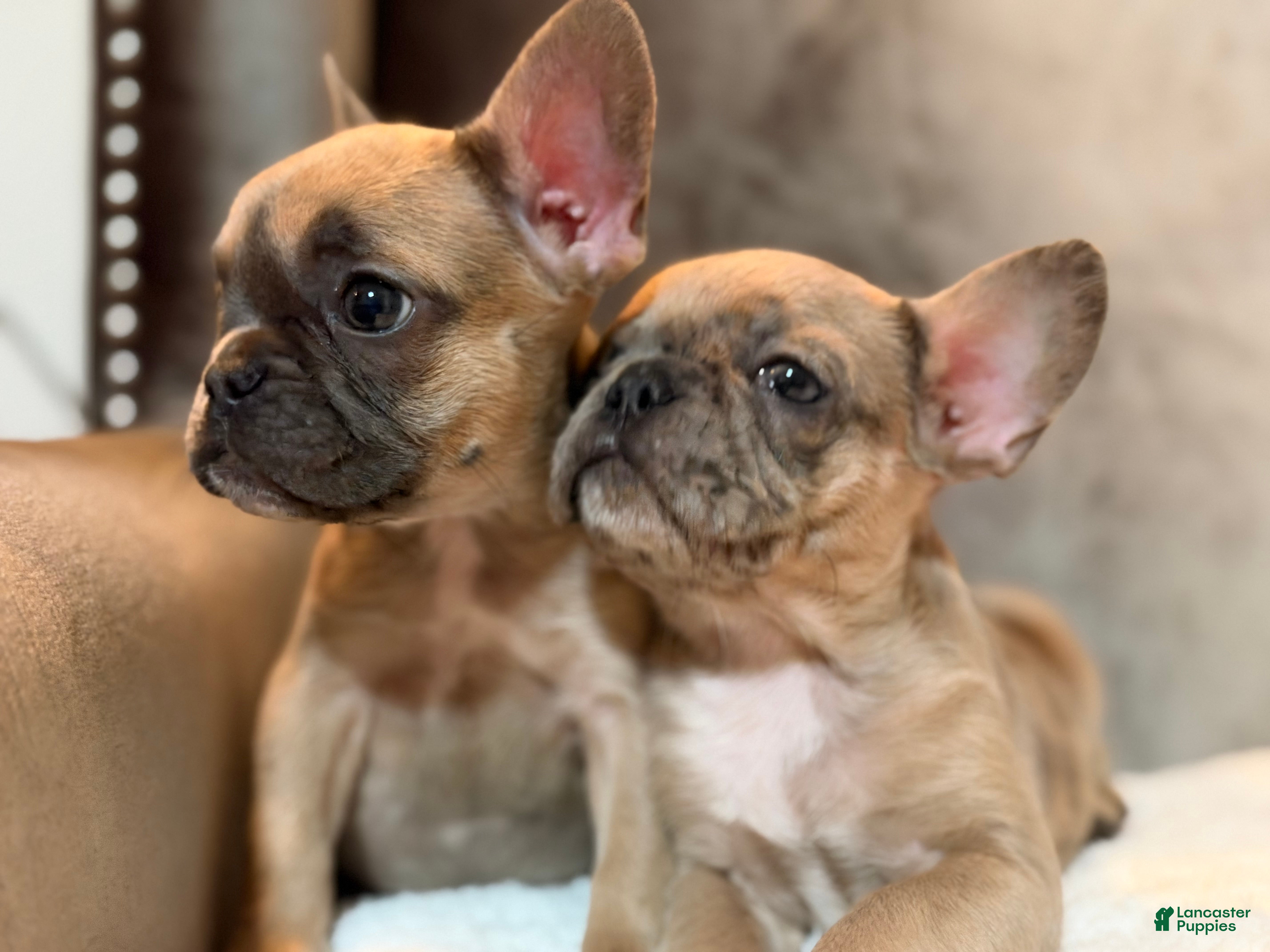 French Bulldog dogs Riley - Ad 2