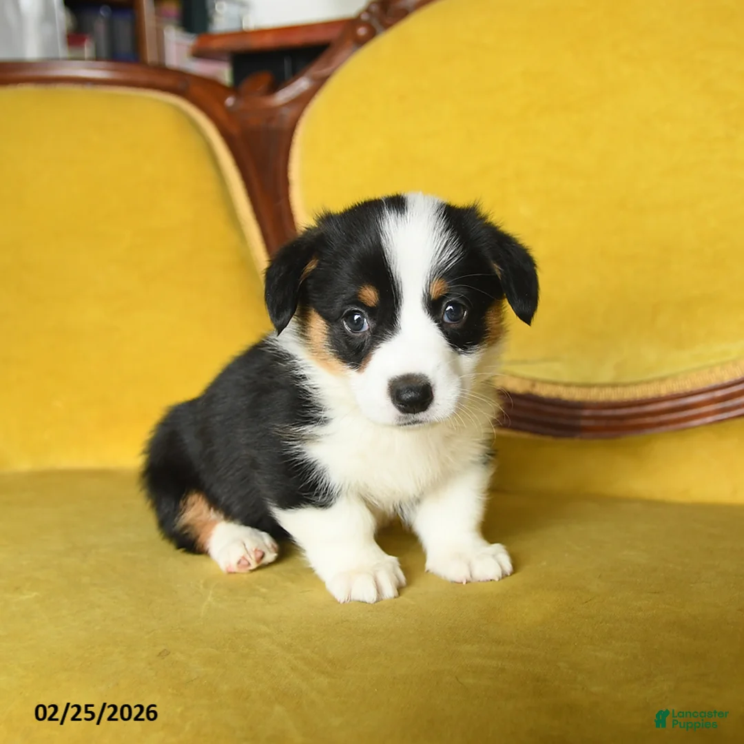 Welsh Corgi Pembroke dogs for sale: Twinkle - Ad 5