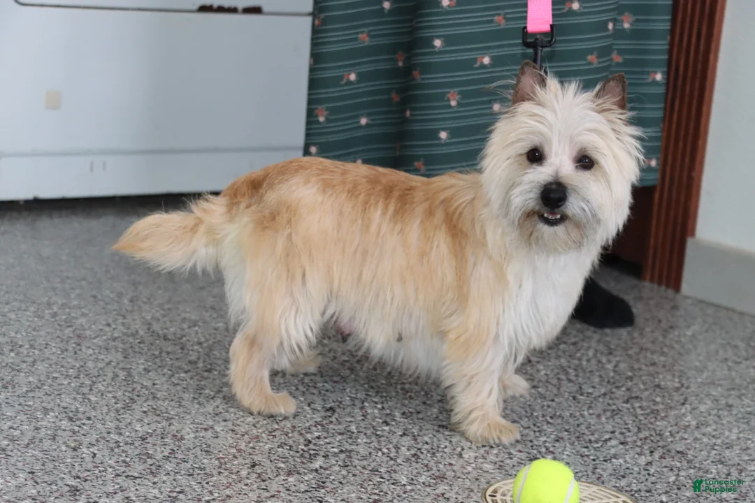 Cairn Terrier dogs for sale: Charger - Ad 2