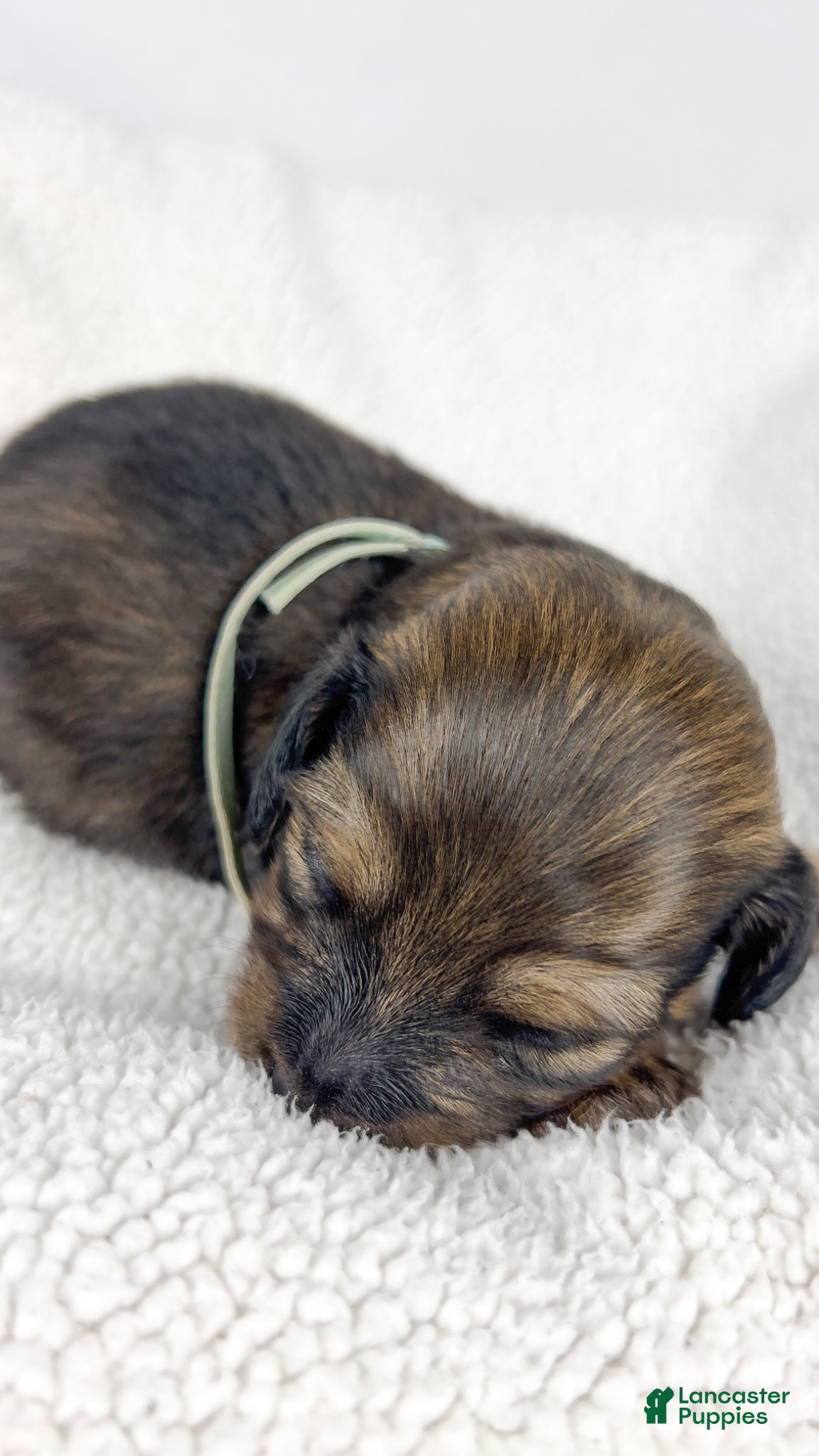 Miniature Dachshund dogs Coca-cola - Ad 10