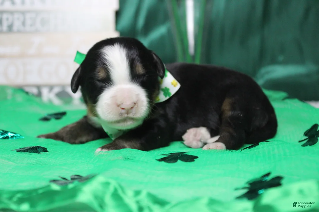 Bernese Mountain Dog dogs for sale: Cooper  - Ad 8