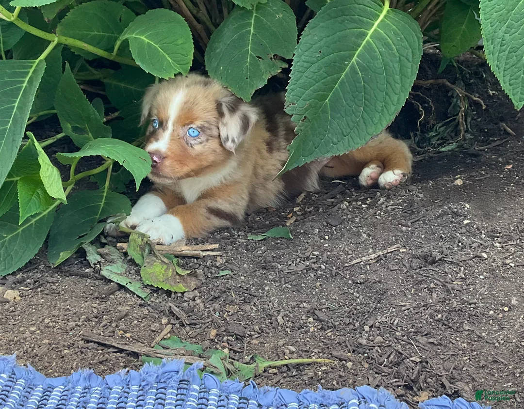 Australian Shepherd dogs for sale: Lacey - Ad 5