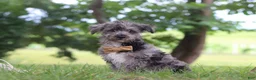 Yorkiepoo dogs for sale: Winston - Ad 1