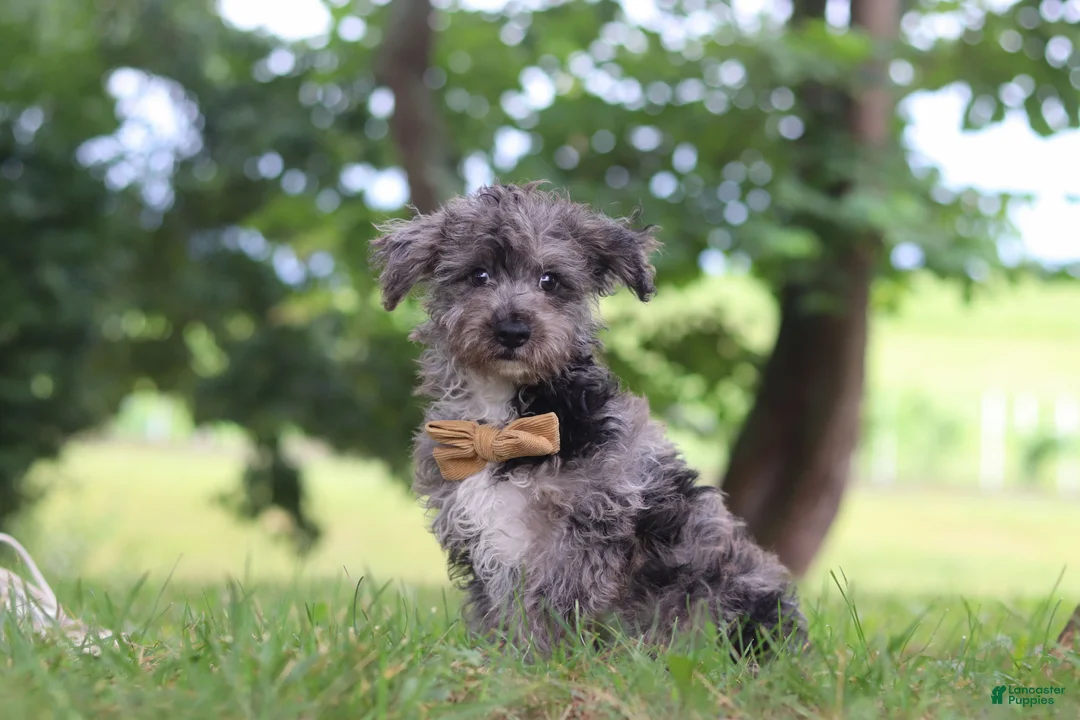 Yorkiepoo dogs for sale: Winston - Ad 1
