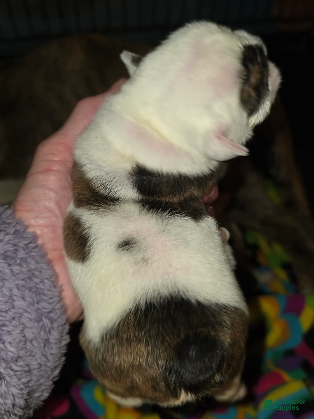 English Bulldog dogs for sale: Ethal - Ad 2