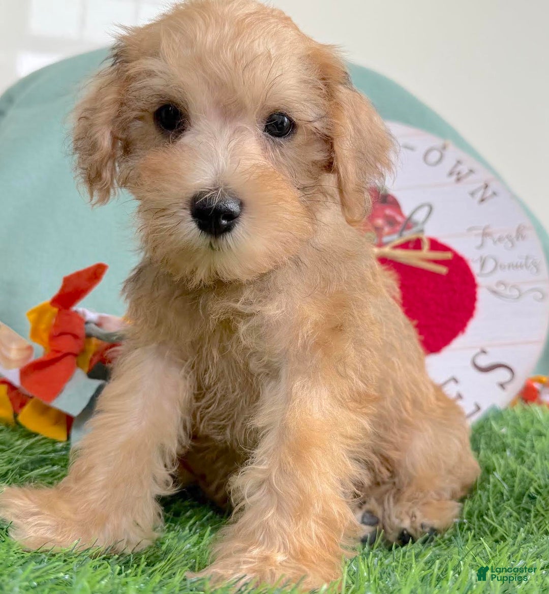 Schnoodle dogs for sale: Isaiah - Ad 33