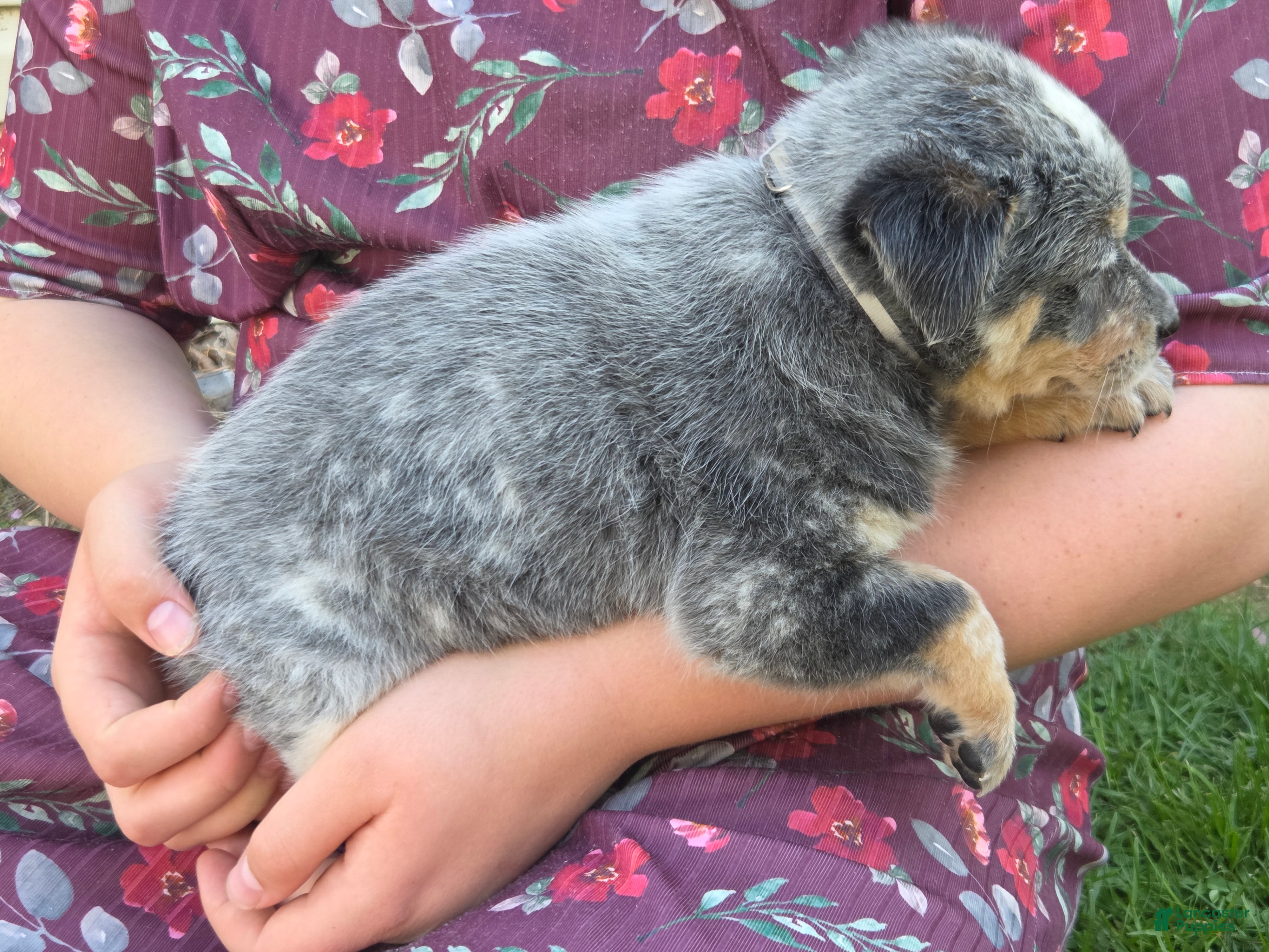 Australian Cattle Dog dogs Jackie - Ad 2
