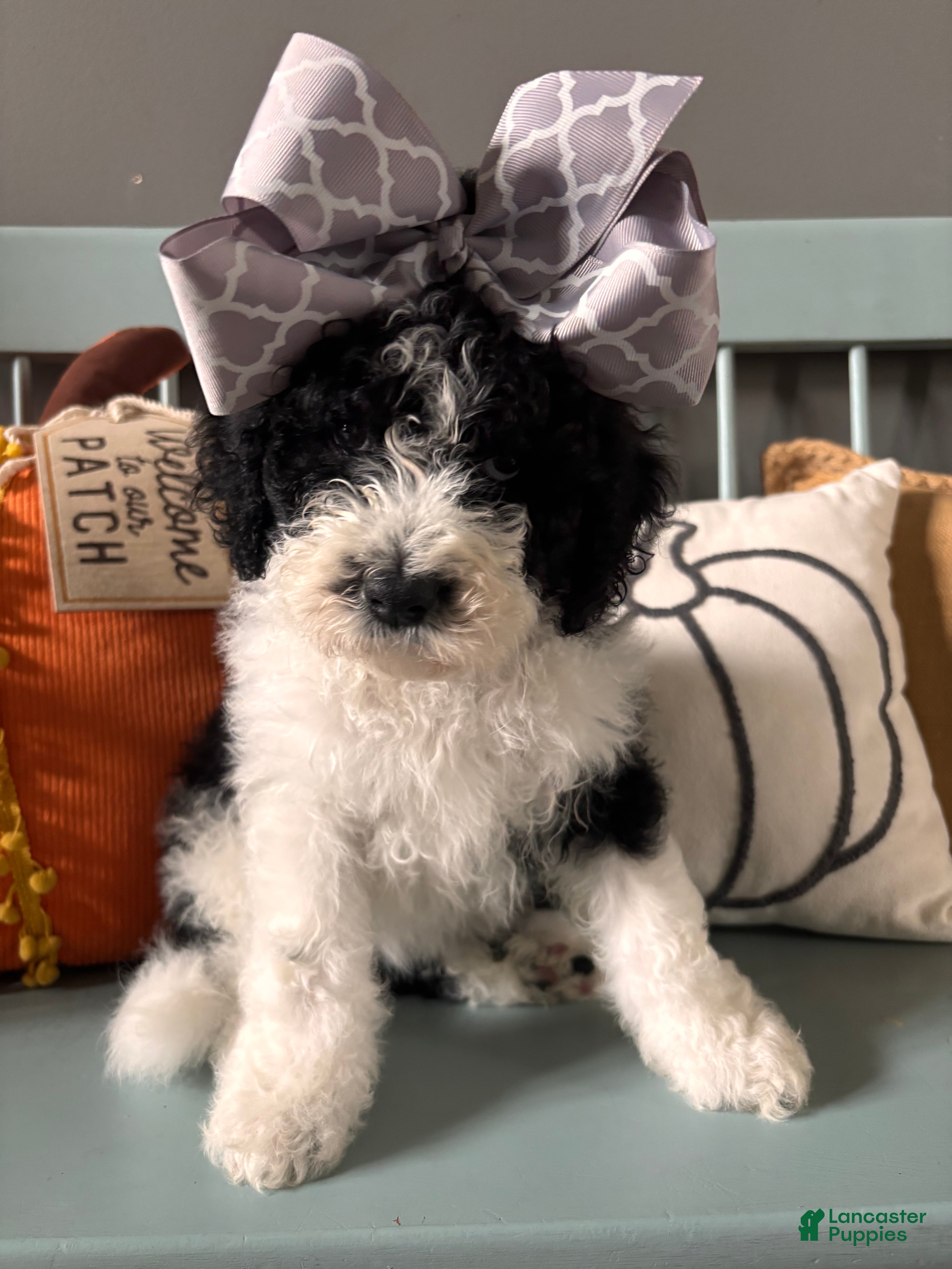Bernedoodle dogs Cookie - Ad 27