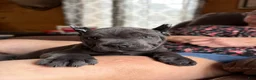 Cane Corso dogs for sale: Cane Corso Puppy 3 - Ad 3