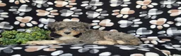 Mini Bernedoodle dogs for sale: Cabe Hypoallergenic - Ad 4