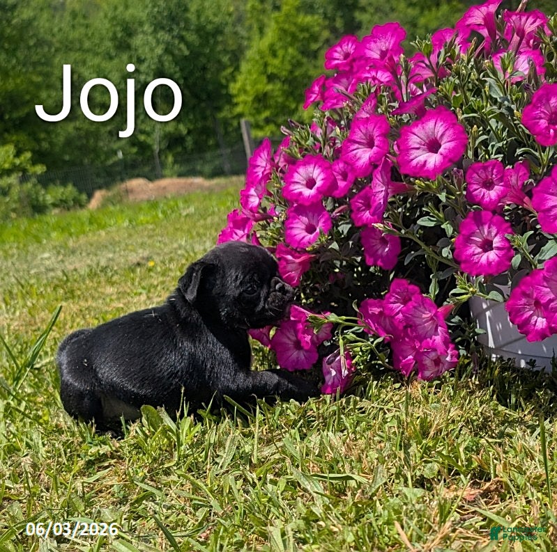 Pug dogs for sale: Jojo - Ad 5