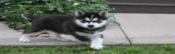Siberian Husky dogs for sale: Timber - Ad 8