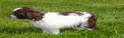 Mixed Breed dogs for sale: Mercury - Ad 2