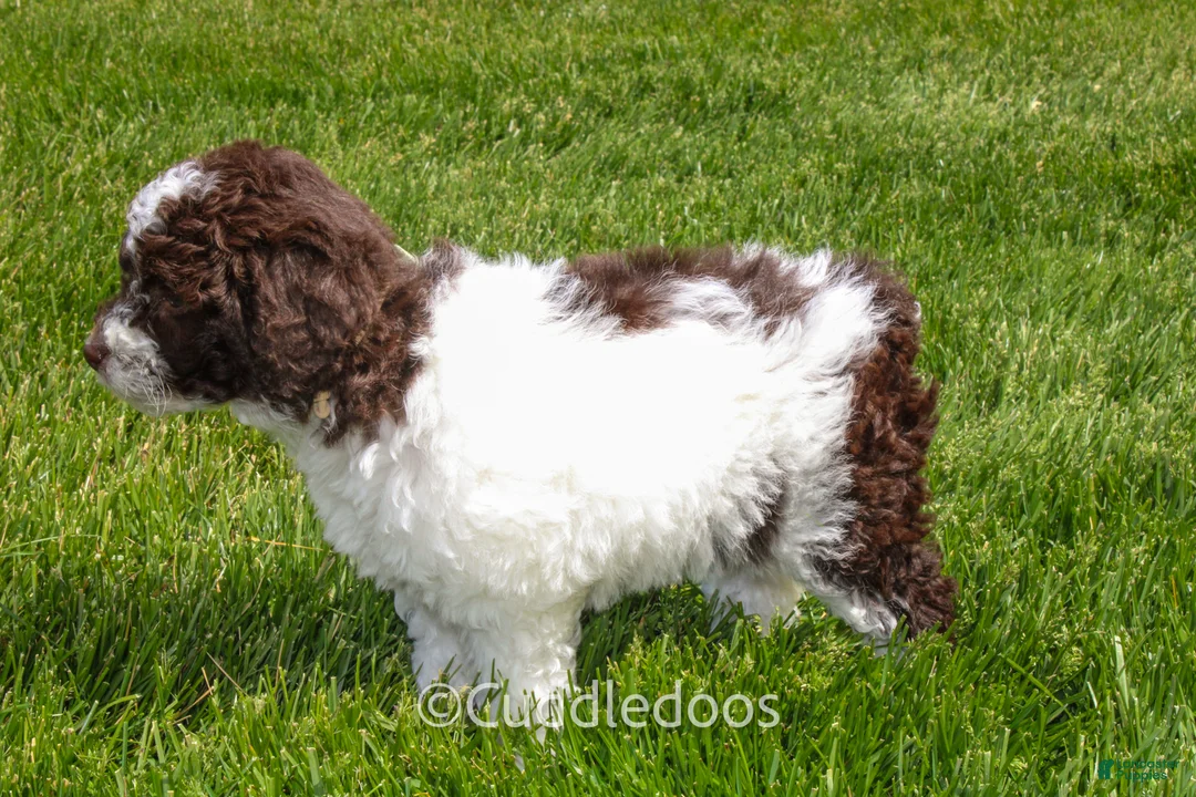 Mixed Breed dogs for sale: Mercury - Ad 2