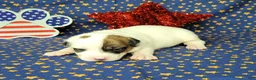 Jack Russell Terrier dogs for sale: Percy CKC male - Ad 4