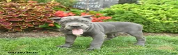 Cane Corso dogs for sale: Lilac  - Ad 4