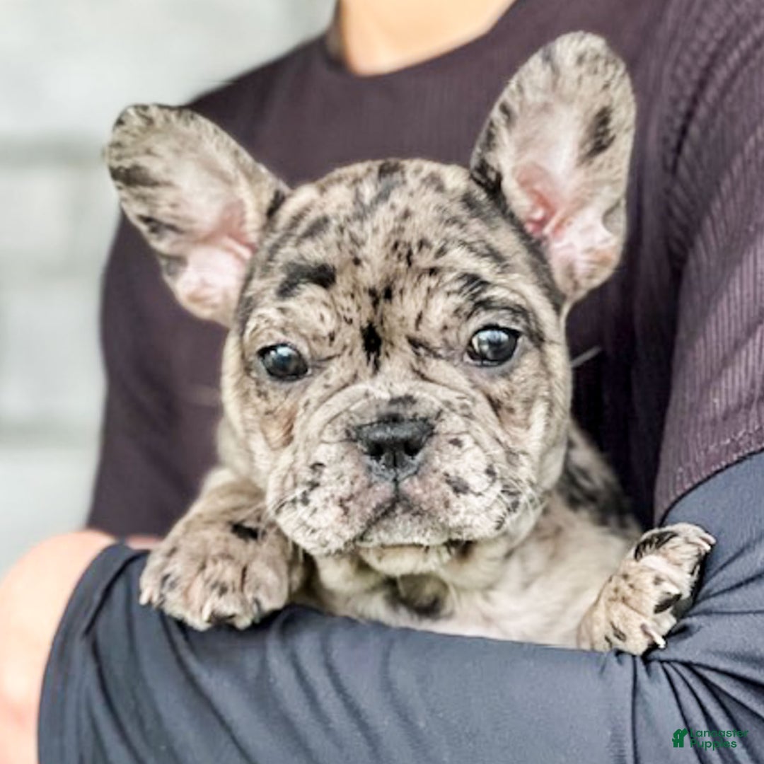 French Bulldog dogs for sale: Olympia - Ad 8