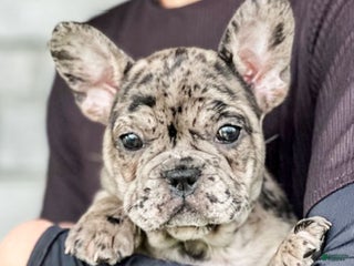 French Bulldog dogs Olympia - Ad 22