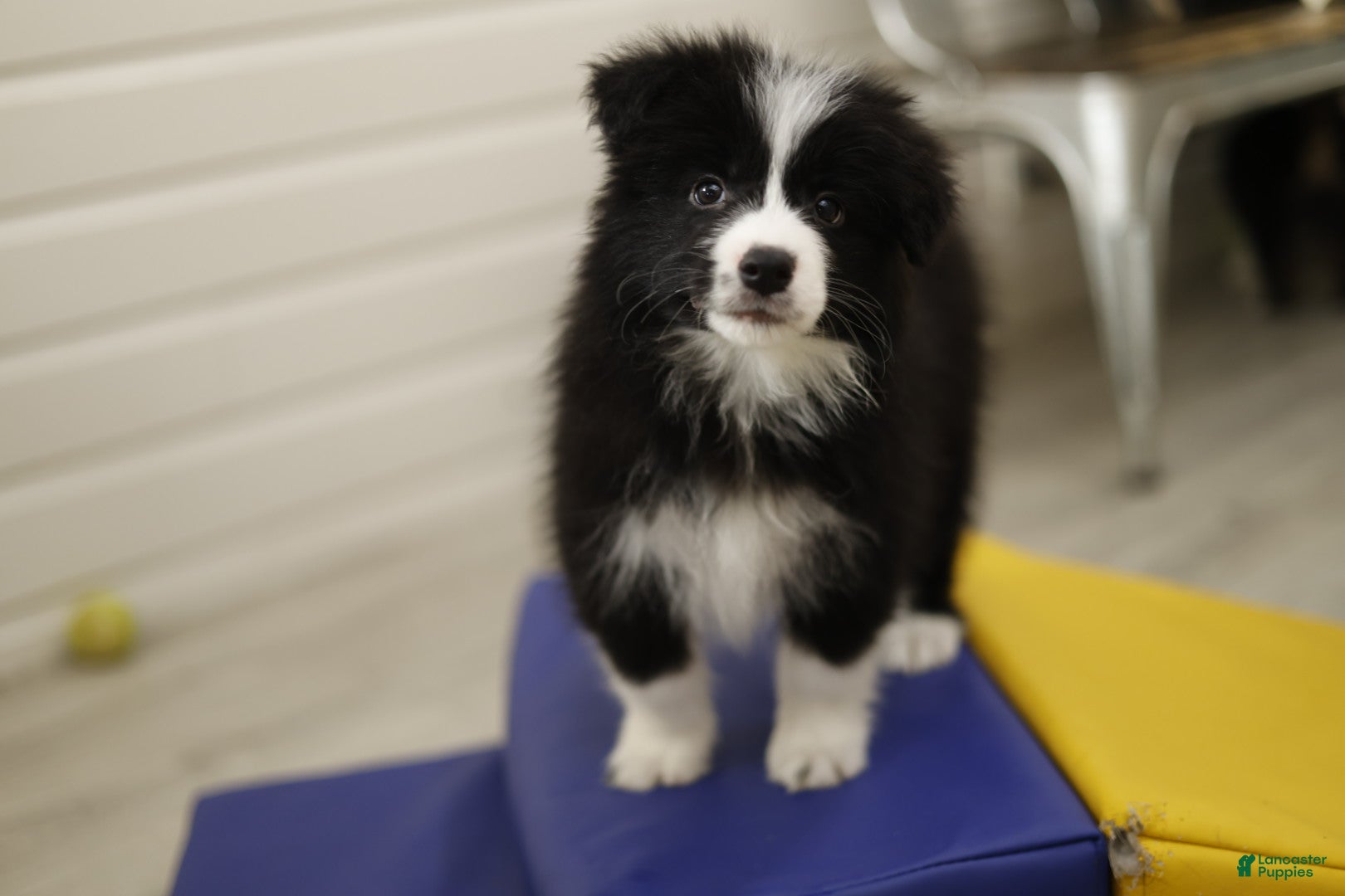 Border Collie dogs Border Collie Puppy 3 - Ad 5