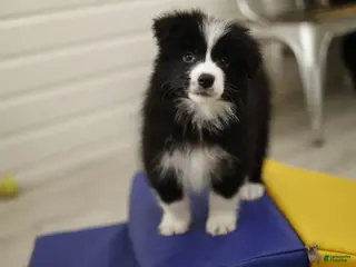 Border Collie dogs Border Collie Puppy 3 - Ad 2