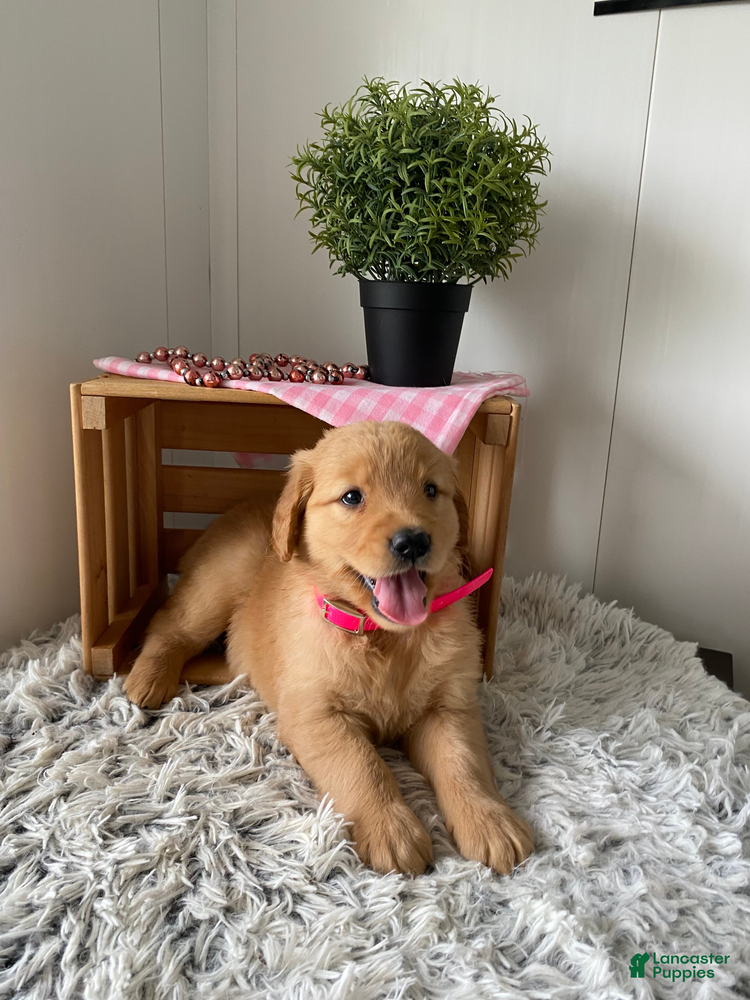 Golden Retriever dogs Golden Retriever Nola  - Ad 2