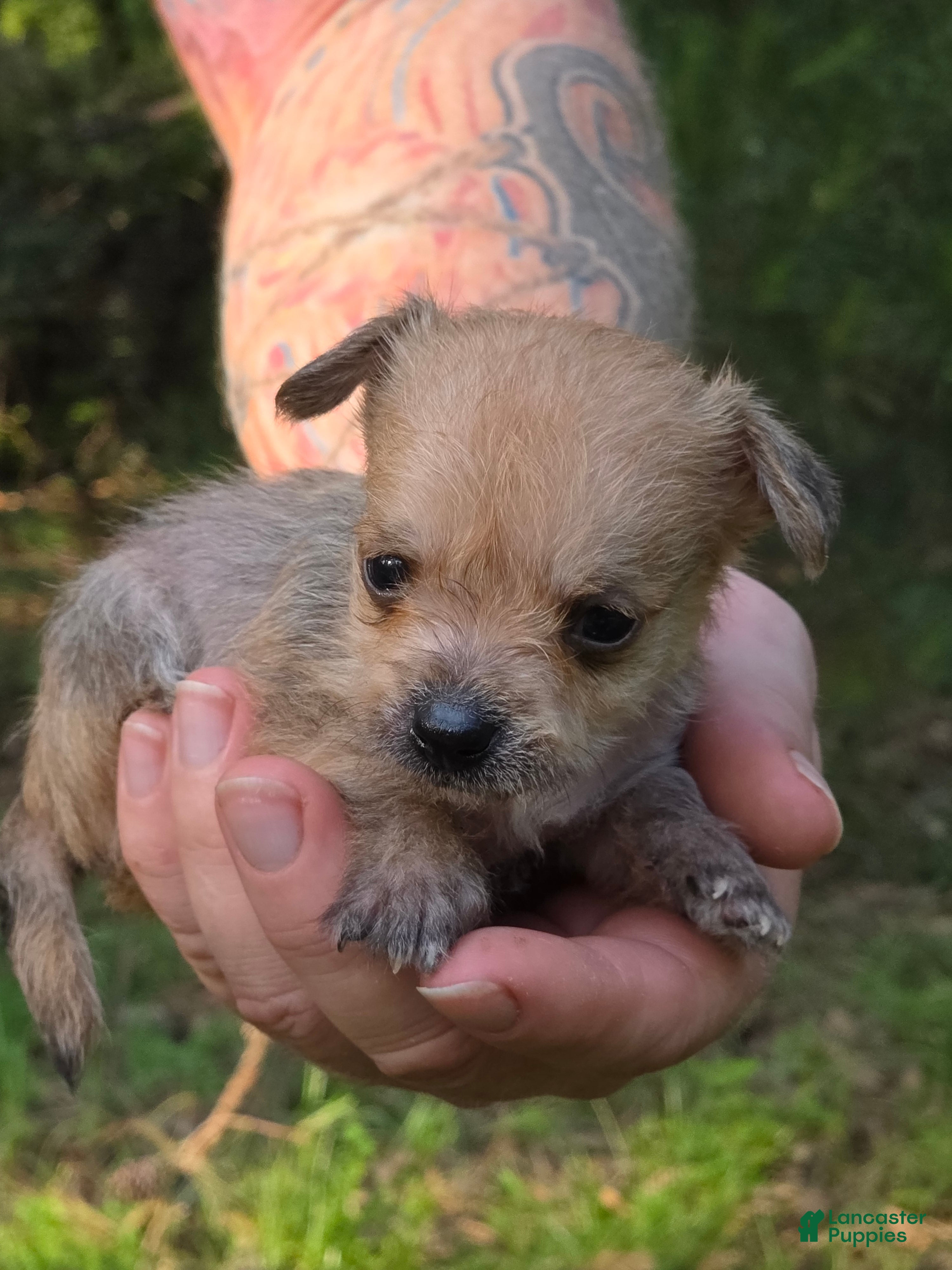 Mixed Breed dogs Chewbacca  - Ad 2