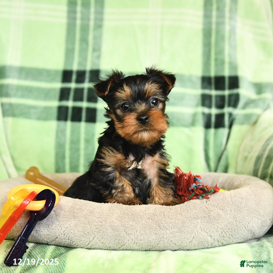 Yorkshire Terrier dogs Duncan - Ad 7