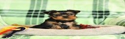 Yorkshire Terrier dogs for sale: Duncan - Ad 1