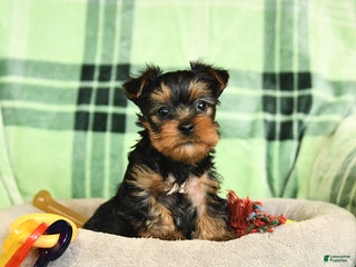 Yorkshire Terrier dogs Duncan - Ad 7