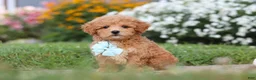 Maltipoo dogs for sale: Blake - Ad 5