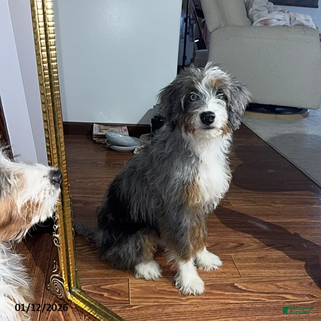 Mini Bernedoodle dogs for sale: Majorie - Ad 4