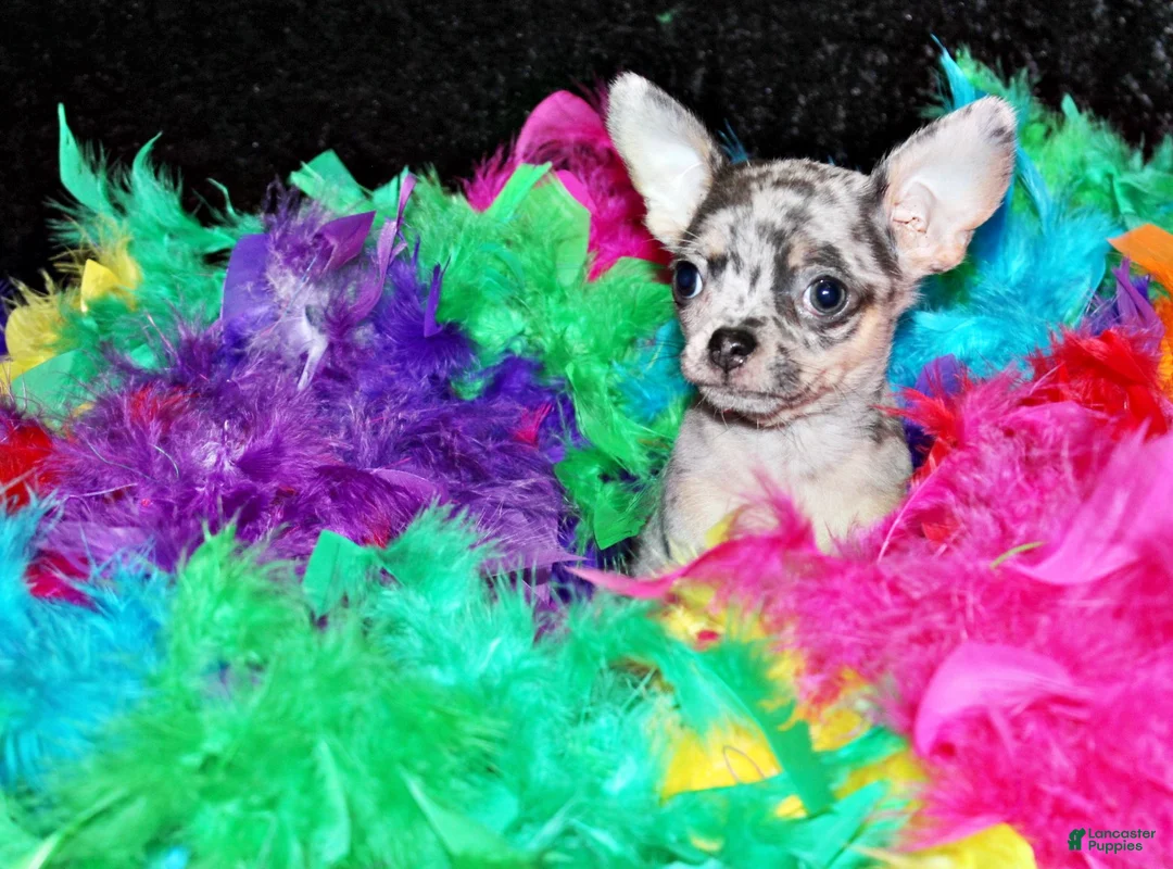 Chihuahua dogs for sale: Cody - Ad 2