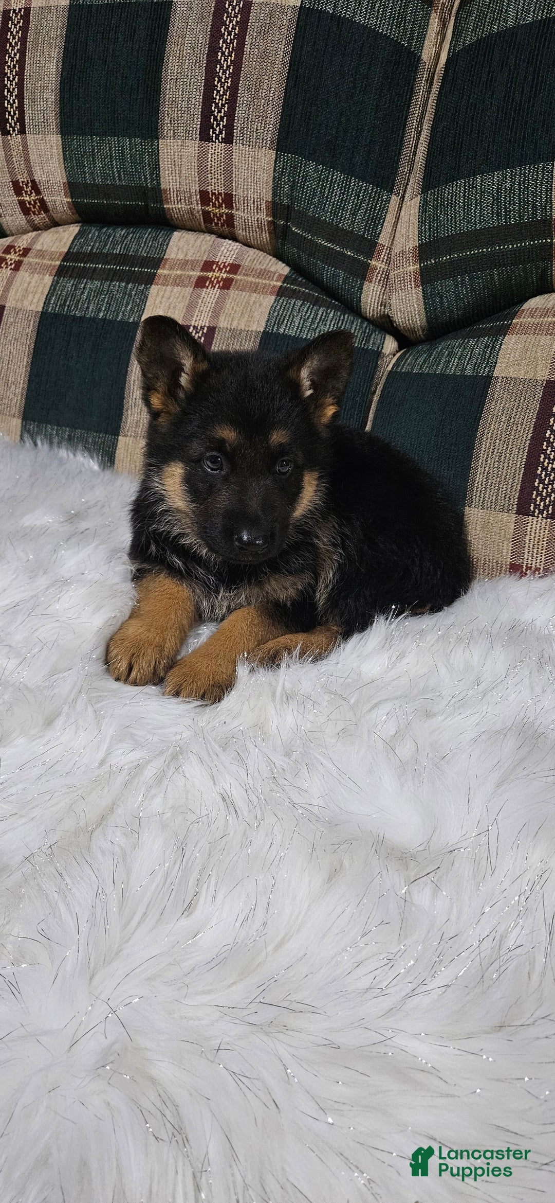 German Shepherd dogs for sale: Finn - Ad 8