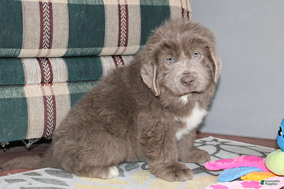 Newfoundland dogs for sale: OFA, AKC, CH Ariel - Ad 8