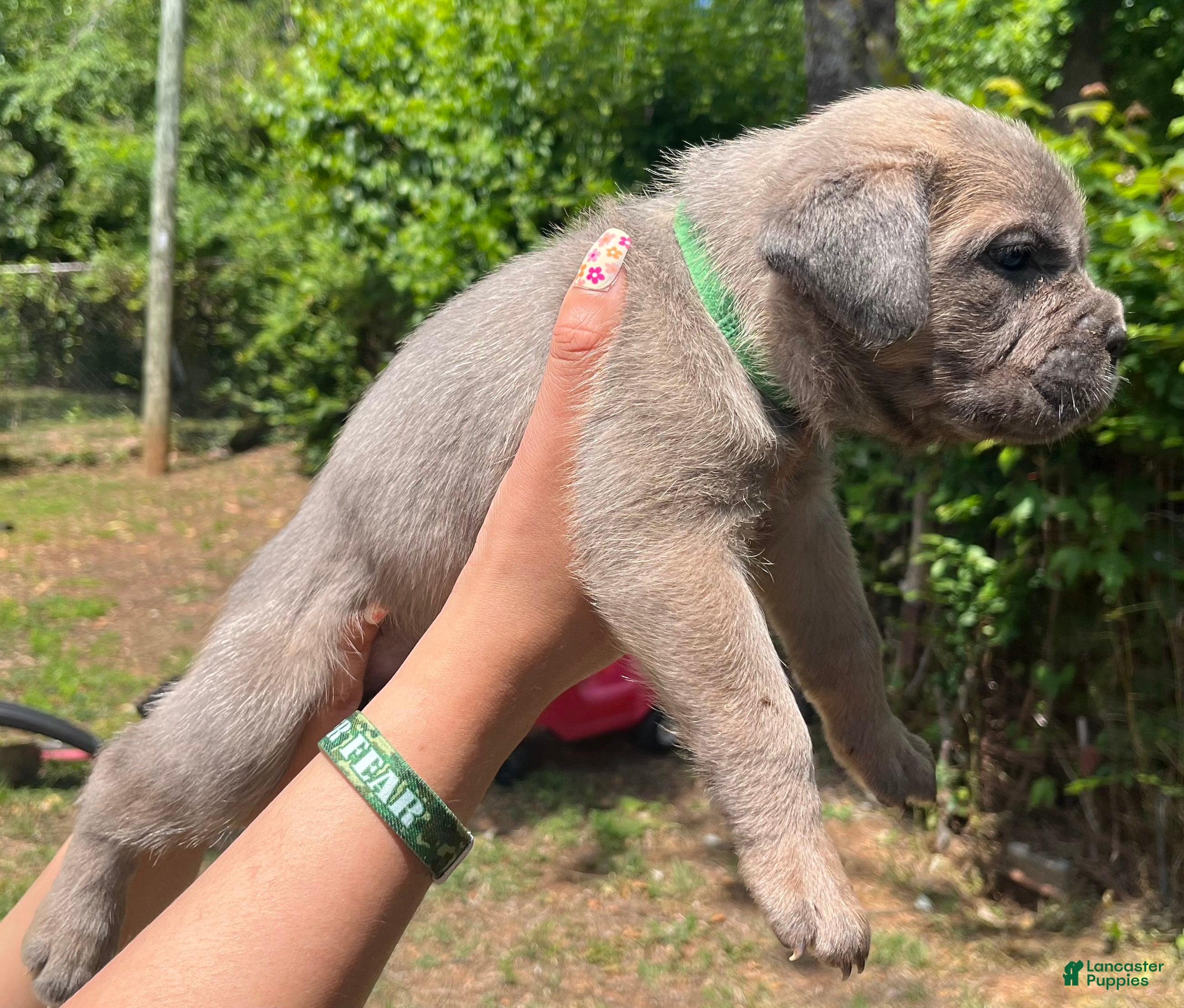 Cane Corso dogs Green collar - Ad 1