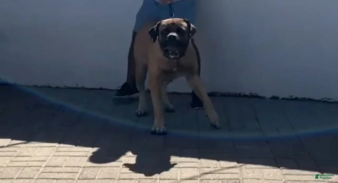 Mixed Breed dogs for sale: Mixed Breed 1 - Ad 2