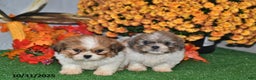 Shih Tzu dogs for sale: Amber - Ad 3