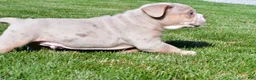 Beabull dogs for sale: Lakota - Ad 8