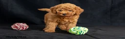 Mini Goldendoodle dogs for sale: Dianna - Ad 5