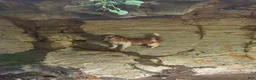 Jack Russell Terrier dogs for sale: Jack Russell Terrier 1 - Ad 6