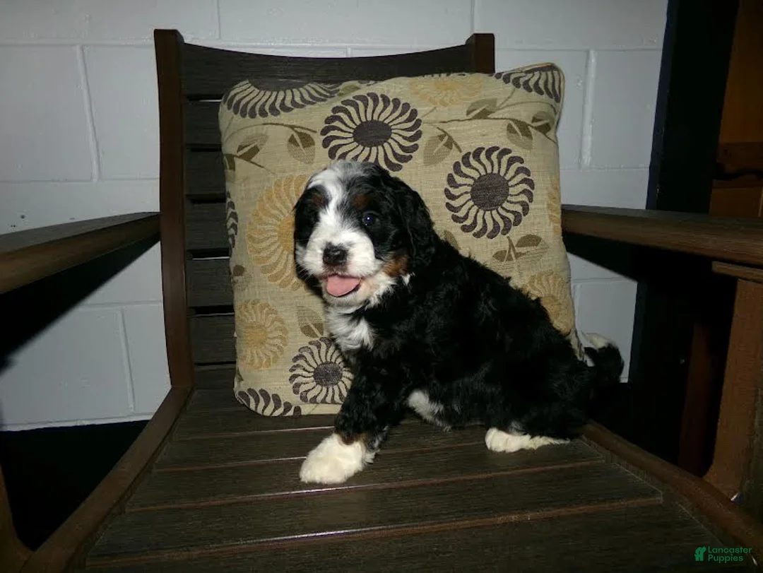 Mini Bernedoodle dogs for sale: Alfred - Ad 3